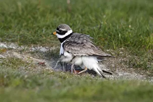 Images Dated 20th May 2011: Ringed Plover -Charadrius hiaticula- with its chicks gathered under its wings