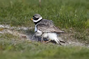 Friedhelm Adam Nature Photography Prints: Ringed Plover -Charadrius hiaticula- with its chicks gathered under its wings