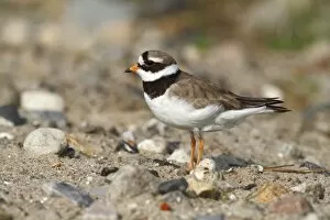 Ringed Plover -Charadrius hiaticula- standing on rocky ground, Schleswig-Holstein, Germany