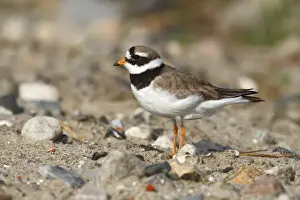 Deutschland Prints: Ringed Plover -Charadrius hiaticula- standing on rocky ground, Schleswig-Holstein, Germany