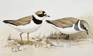 Two Ringed plovers (Charadrius hiaticula), one wading in water, the other standing nearby