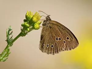 Insect Gallery: Ringlet -Aphantopus hyperantus- sucking nectar, Lower Saxony, Germany