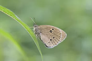 Images Dated 15th July 2012: Ringlet butterfly -Aphantopus hyperantus-, Thuringia, Germany