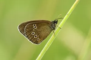 Ringlet butterfly -Aphantopus hyperantus-, underside, Zug, Switzerland, Europe
