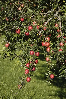 Ripe apples on an apple tree, Bad Feilnbach, Upper Bavaria, Bavaria, Germany, Europe, PublicGround