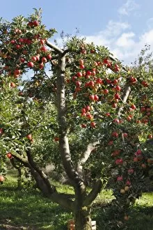 Images Dated 13th October 2011: Ripe apples on an apple tree, Oberschwarzach, Steigerwald, Lower Franconia, Bavaria, Germany
