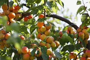 Nourishment Collection: Ripe apricot on apricot tree (Prunus armeniaca), Wachau, Waldviertel, Lower Austria, Austria, Europe