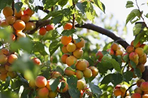 Ripe apricot on apricot tree (Prunus armeniaca), Wachau, Waldviertel, Lower Austria, Austria, Europe Nourishment Collection: Ripe apricot on apricot tree (Prunus armeniaca), Wachau, Waldviertel, Lower Austria, Austria, Europe