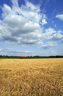 Images Dated 12th July 2013: Ripe Barley field -Hordeum vulgare-, Upper Franconia, Bavaria, Germany