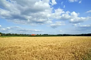 Images Dated 12th July 2013: Ripe Barley field -Hordeum vulgare-, Upper Franconia, Bavaria, Germany