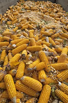 Images Dated 6th October 2014: Ripe corncobs, Maize -Zea mays subsp. mays- on a trailer, Bavaria, Germany