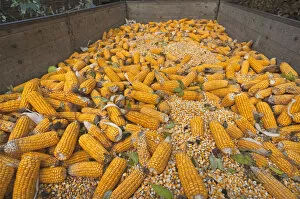 Images Dated 6th October 2014: Ripe corncobs, Maize -Zea mays subsp. mays- on a trailer, Bavaria, Germany