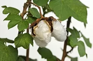 Images Dated 13th September 2009: Ripe fruit capsules of the cotton plant -Gossypium herbaceum-