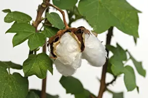 Cotton Prints: Ripe fruit capsules of the cotton plant -Gossypium herbaceum-