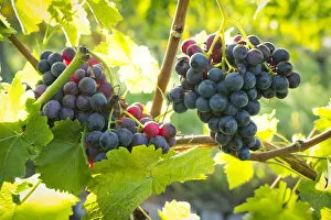 Images Dated 19th October 2012: Ripe grapes hanging on the vine, vineyard, Baden-Wurttemberg, Germany