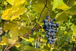 Ripe grapes hanging on the vine, vineyard, Baden-Wurttemberg, Germany