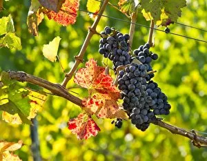 Images Dated 19th October 2012: Ripe grapes hanging on the vine, vineyard, Baden-Wurttemberg, Germany