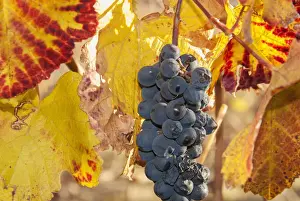 Ripe grapes with some late season defects and leaves in autumn colours