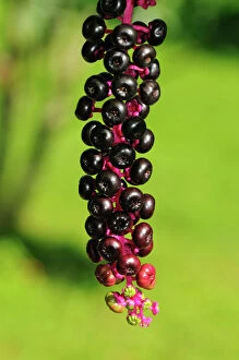 United States Gallery: Ripe inflorescence of American Pokeweed -Phytolacca americana-, USA