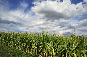 Ripe Maize field -Zea mays- with a cloudy sky, Bavaria, Germany