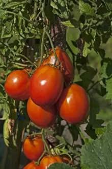 Images Dated 8th September 2014: Ripe Plum tomatoes -Solanum lycopersicum- on the bush