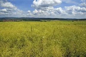Ripe Rape field -Brassica napus-, Middle Franconia, Bavaria, Germany