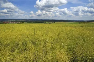 Images Dated 2nd July 2013: Ripe Rape field -Brassica napus-, Middle Franconia, Bavaria, Germany