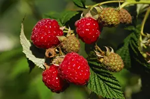Ripe raspberries