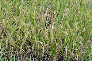 Images Dated 29th July 2014: Ripe Rice grains on Rice plants -Oryza sativa-, rice paddy, Munduk, North Bali, Bali, Indonesia