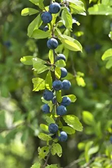 Images Dated 30th August 2014: Ripe sloes -Prunus spinosa- on branch, Bavaria, Germany