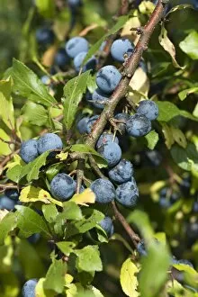 Images Dated 30th August 2014: Ripe sloes -Prunus spinosa- on branch, Bavaria, Germany
