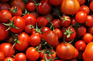 Ripe tomatoes -Solanum lycopersicum-, Mecklenburg-Western Pomerania, Germany