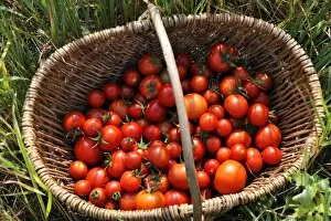 Images Dated 24th August 2013: Ripe tomatoes -Solanum lycopersicum- in a basket, Mecklenburg-Western Pomerania, Germany