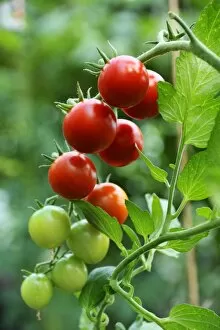 Images Dated 24th August 2013: Ripe and unripe tomatoes -Solanum lycopersicum- on a panicle, Mecklenburg-Western Pomerania, Germany