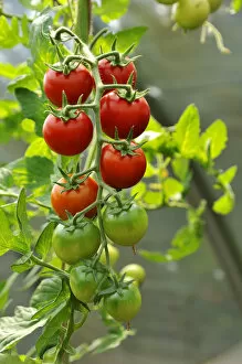 Ripe and unripe tomatoes -Solanum lycopersicum- on a panicle, Mecklenburg-Western Pomerania, Germany