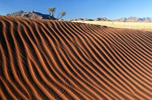 Sand Dune Gallery: Rippled Dune Scenic