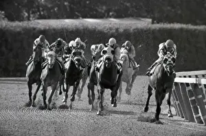 Galloping Prints: Riva Ridge