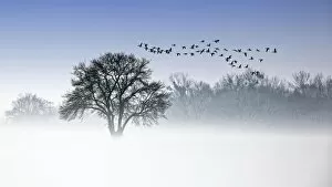 Break Of Dawn Gallery: River Elbe Floodplains in winter, solitary tree, flock of birds, geese in early mist