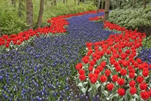 River of flowers, Keukenhof gardens, Netherlands