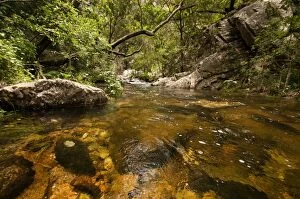 Images Dated 2nd January 2011: River in forest, Baviaans Kloof, Eastern Cape Province, South Africa