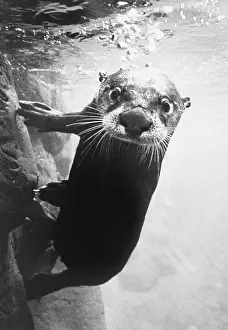 Exhibit Prints: River Otter at Oregon Museum
