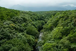 River and rainforest from above, Yakushima