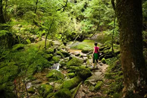 Looking At View Gallery: River stream in Unesco heritage rainforest, Japan