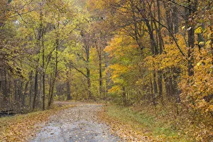 Images Dated 27th October 2015: Road with autumn trees, Stephen A. Forbes State Park, Marion County, Illinois, USA