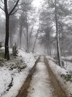 Absence Gallery: Road in a forest with snow and fog