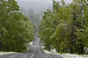 Images Dated 25th May 2013: Road through forest with snow, Fulford, Eastern Townships, Quebec Province, Canada