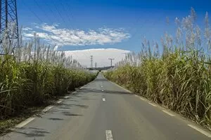 Road along sugar cane fields, Mauritius