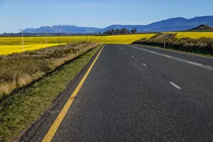 Images Dated 18th August 2017: Road to Swellendam routing through the canola fields with Langeberg Mountains in the distance