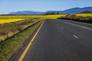 Early Morning Prints: Road to Swellendam routing through the canola fields with Langeberg Mountains in the distance