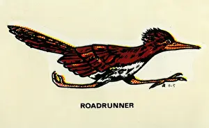 Stylize Prints: Roadrunner
